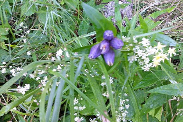 Ron and Sandy Blake, Ross Lake Township, submitted this photo and said, “Several of these grow by our lakeshore every year.”